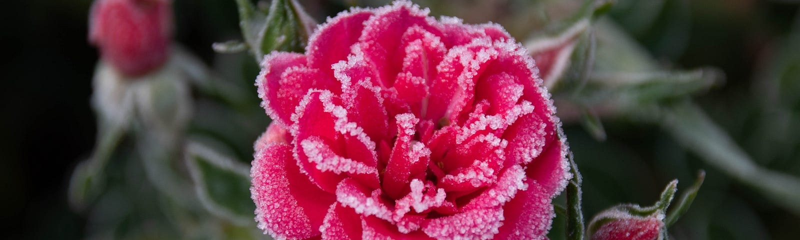 A frosted rose.