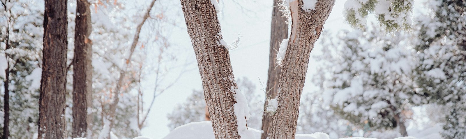 Silent snow scene