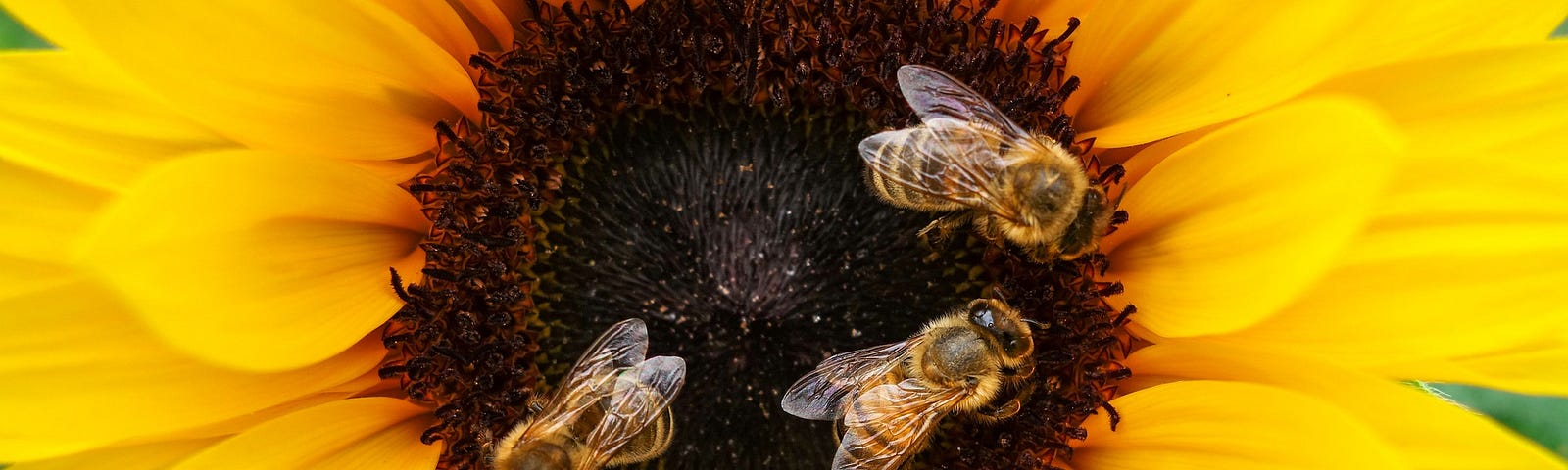 Bees pollinating a flower