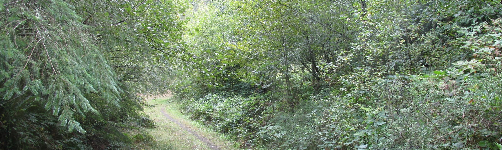 A photograph in greens and brown — pine boughs dipping into the frame from the upper right, blackberries, brambles, and assorted bushes and shrubs from the left, and a narrow trail fringed with well-trodden grass down the middle, triangulating into the distance.