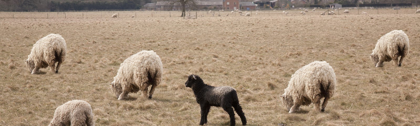 Several white sheep and one black sheep grazine in a dry brown field on a cold day