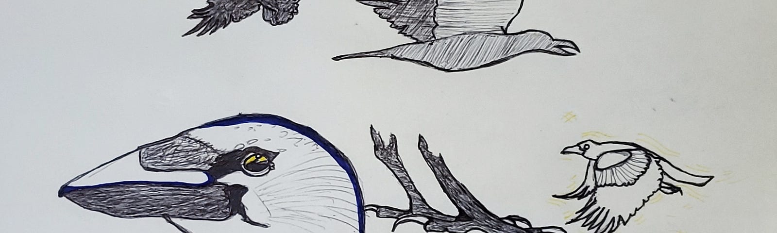 hand-drawn image, by black ink pen, of crows in various positions