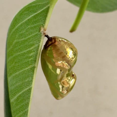 The chrysalis of the common crow butterfly. The chrysalis looks golden and shiny and hangs on a fig leaf.