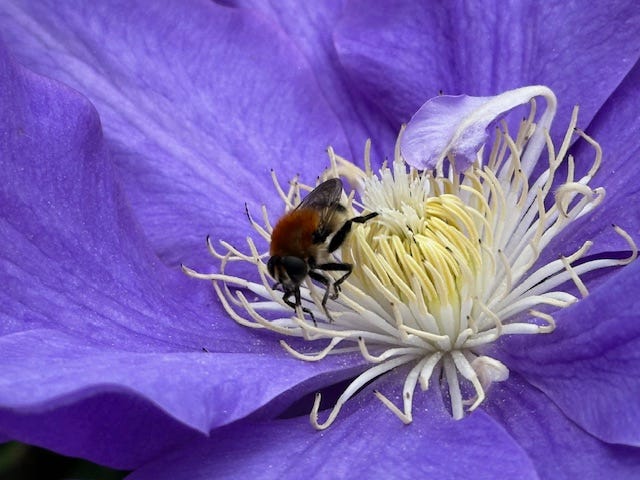 Bee sucking a deep blue flower. Photo by the author.