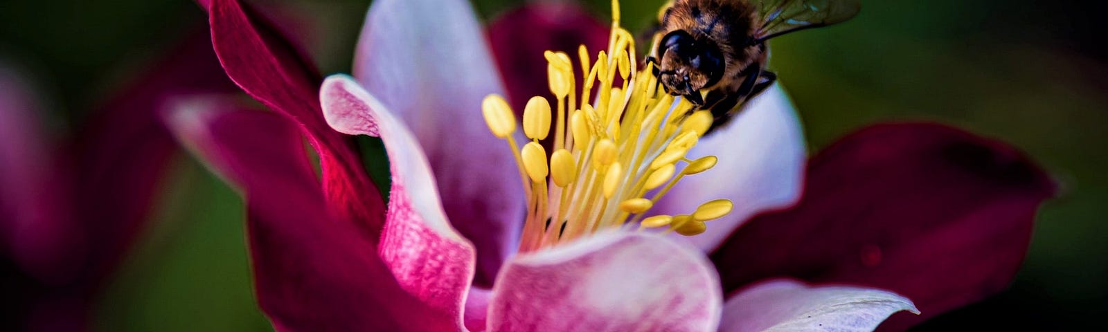 Bee sucking on yellow pistils of colorful flower