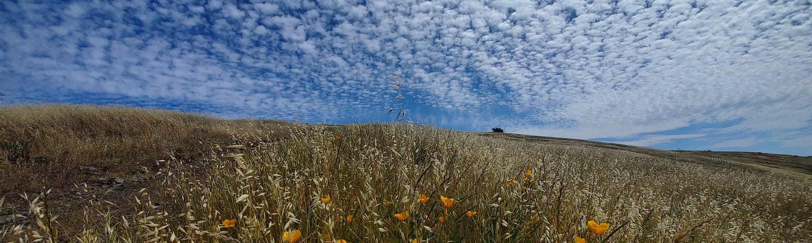 Photograph of wildflowers in California, taken in an open space preserve