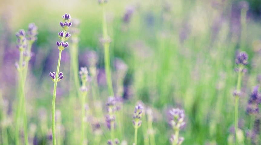 Blurred photo of lavendar
