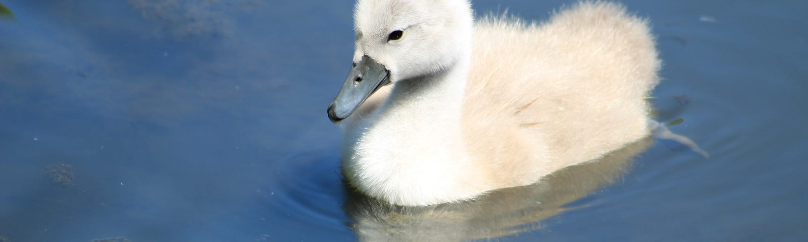 A young white swan ducking swimming on blue water.