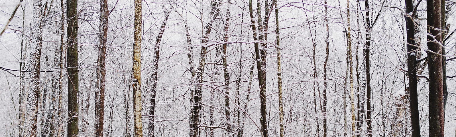 A winter scene of snow on trees in a forest