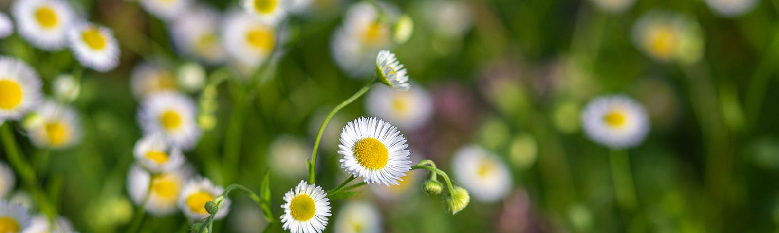 Fleabane, a native North American native plant that is good for pollinators. Photo by Lasclay on Unsplash