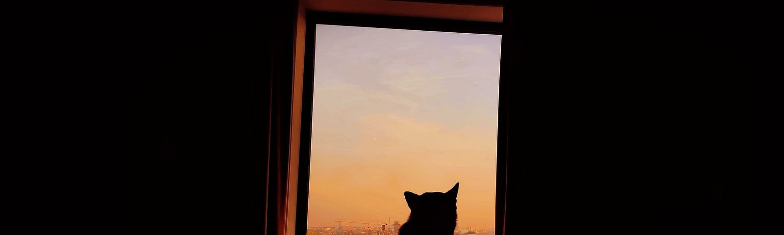 A cat looks out a window at a predawn sky.