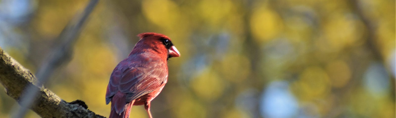 Photo of a Northern Cardinal perched on a branch