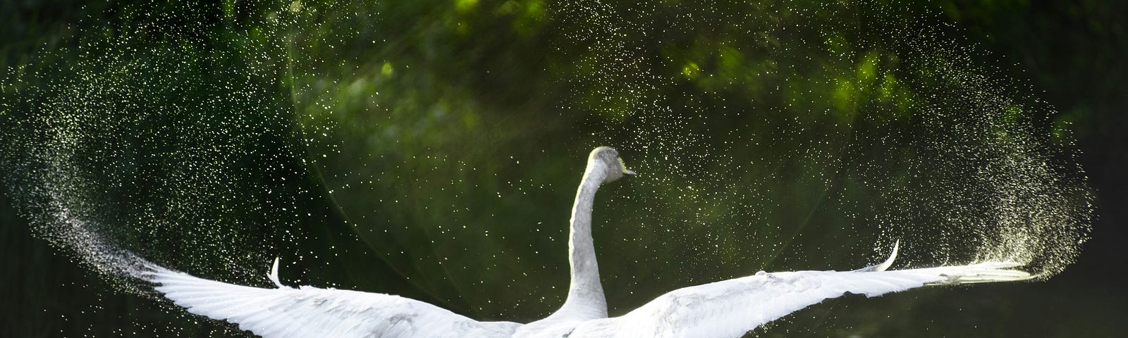 Swan on the water, wings, spread wide.