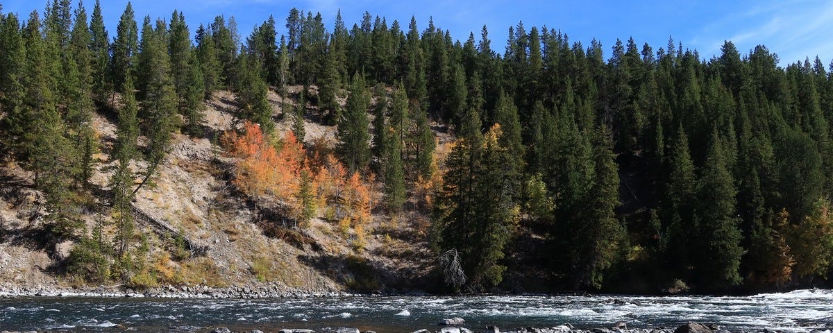 River with rocks and whitewater, and in the background a hillside with dark pine trees and orange aspen trees.