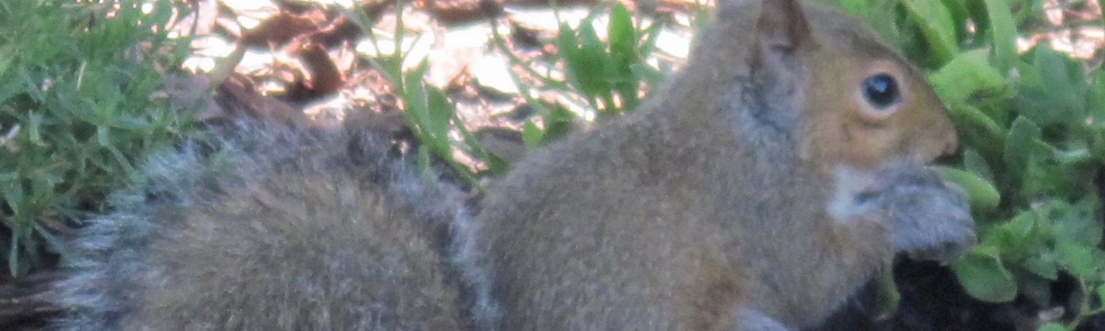 Squirrel up to mischief in author’s yard.