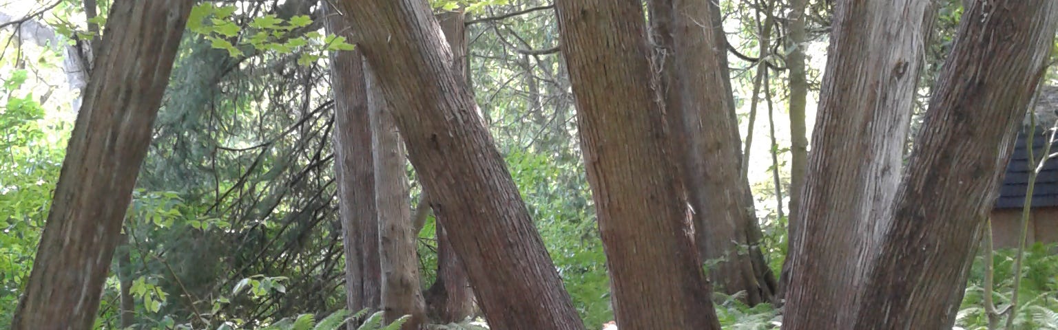 A woodland path with trees and fern