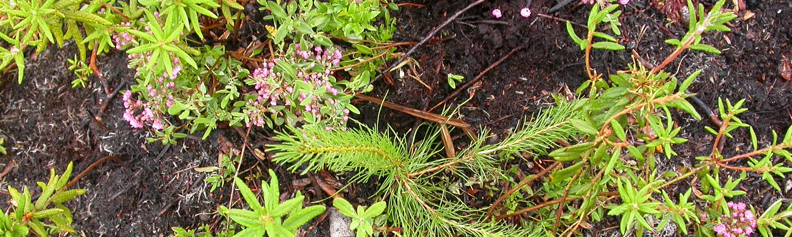 Looking down onto a pine tree seedling planted in the ground
