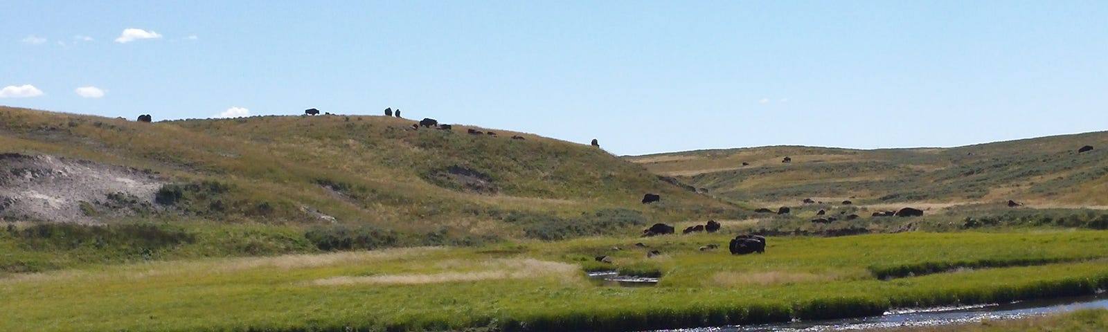 A herd of buffalo grazing on the plain