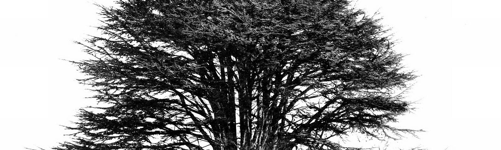 Great tree. Lebanon Cedar at Goodwood. Photo in black & white. Be like a tree and understand.