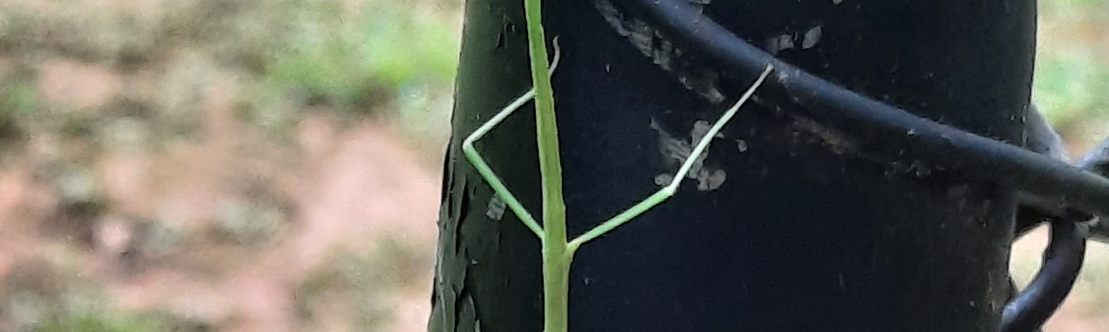 photo of insect some call a “walking stick” because of it’s long narrow shape