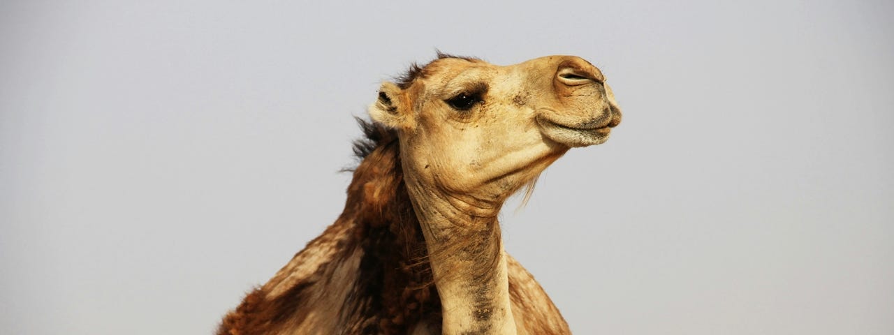 A picture of a camel