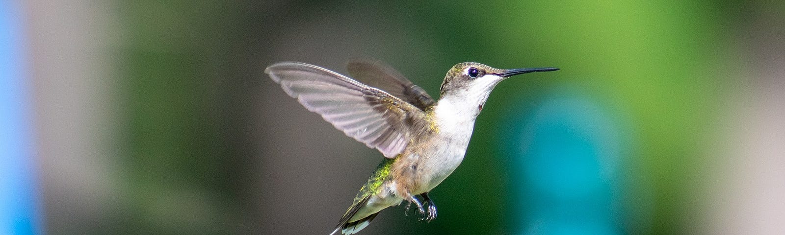 a humminbird in midflight with a blurry background