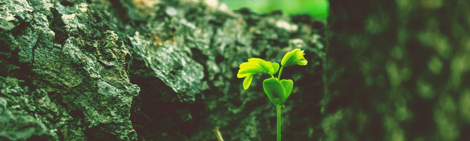 Three leafed sprout nestled amongst tree bark.