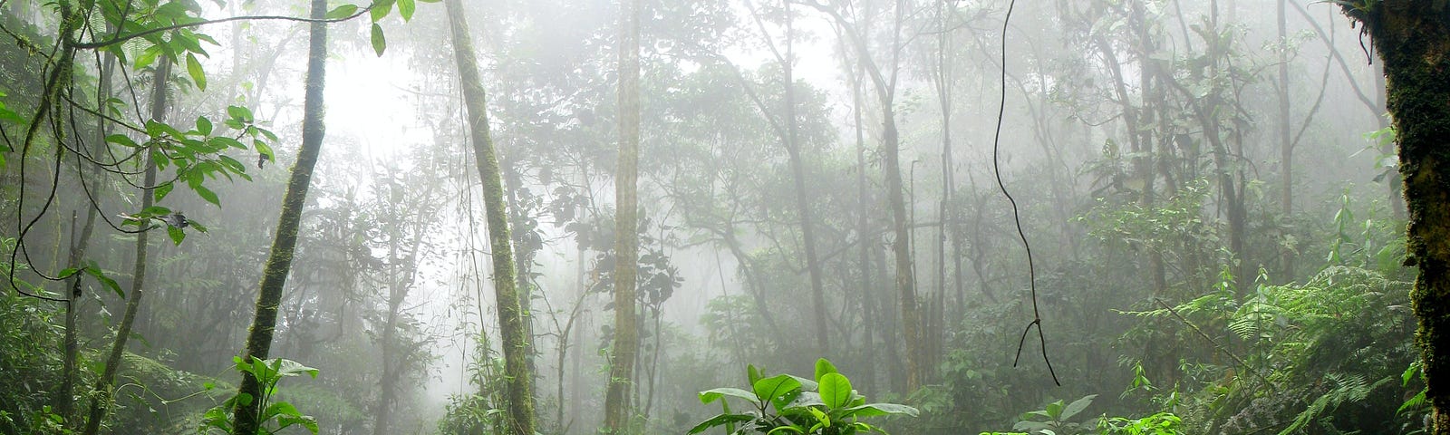 Amazon Forest, Colombia. Insights from the movie “Embrace of the Serpent.”