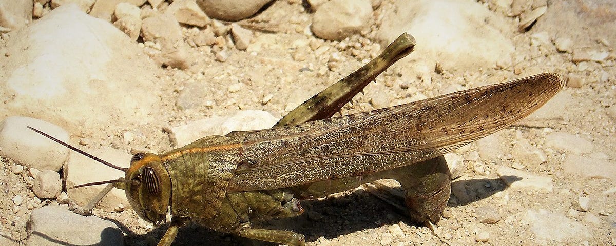 Locust laying an egg in the ground