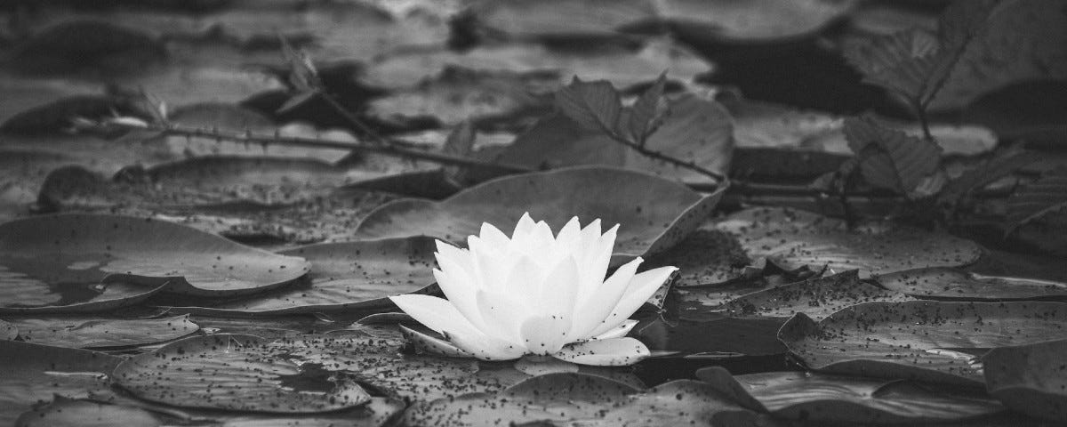 Black and white photo of white water Lilly in mucky pond. Photo by Bruno on Unsplash