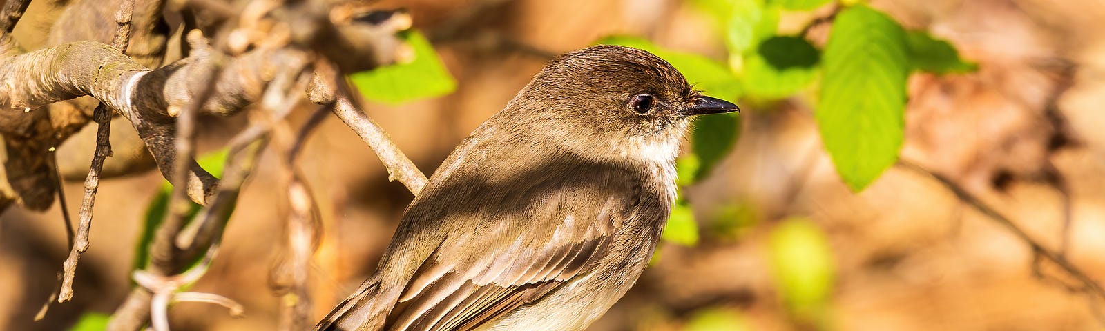 A Flycatcher on a branch, probably an Eastern Phoebe.