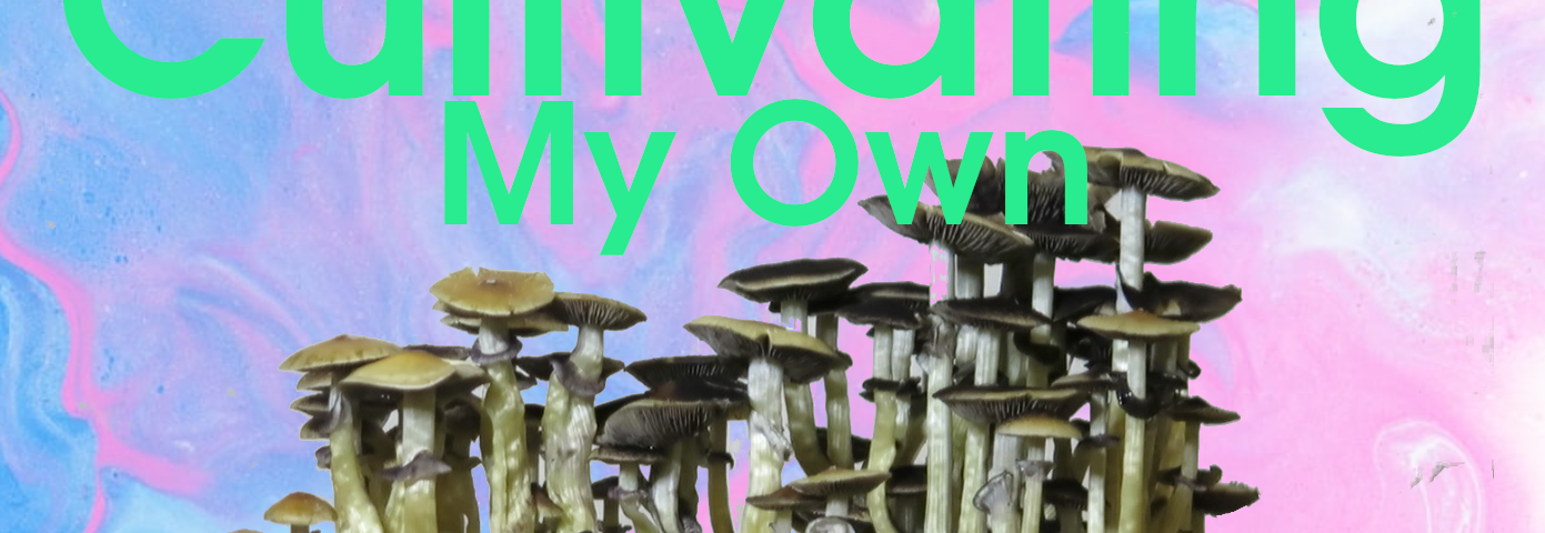 mushroom grow kit guide
