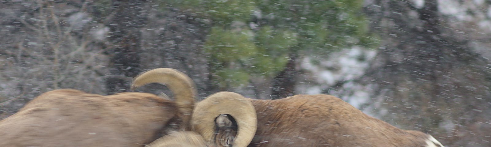 two male bighorn sheep clashing horns