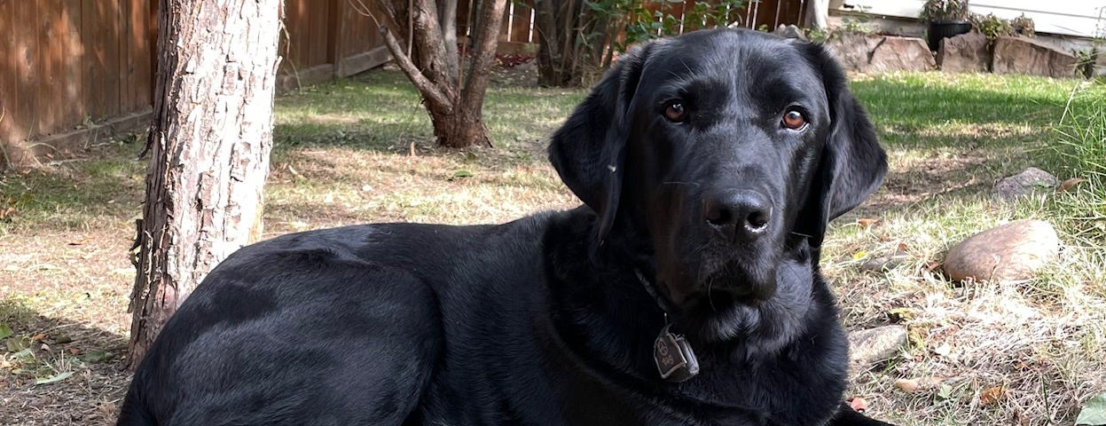 Picture of Cooper, a black lab, sitting on the grass in Fall