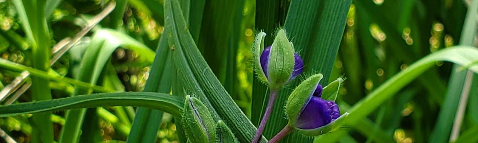 Wildflower plant (spiderwort) close-up of small purple buds and green leaves.