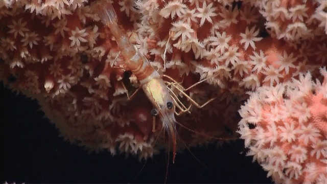 Moving image of shrimp walking on pink coral underwater