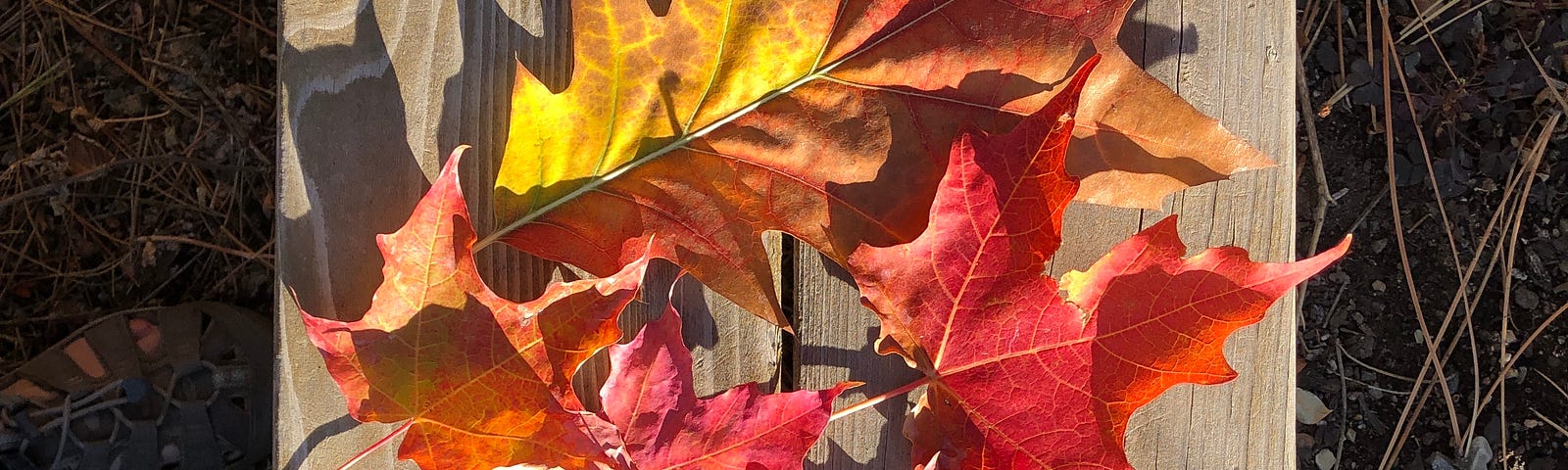 Colored Fall leaves in sunshine on wood bench