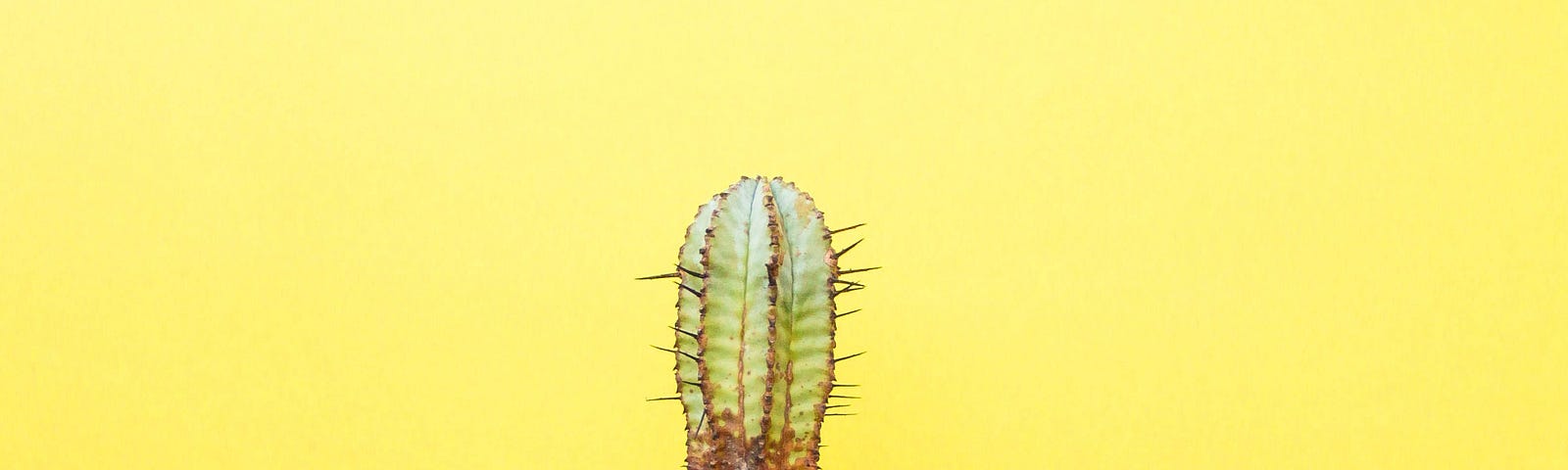 a hand holding a potted cactus, held against a yellow background