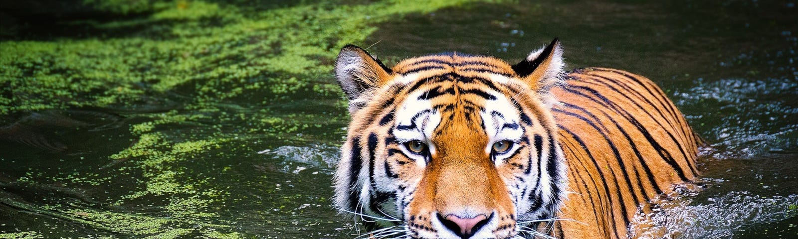 A Bengali Tiger in a swamp with some algae floating.