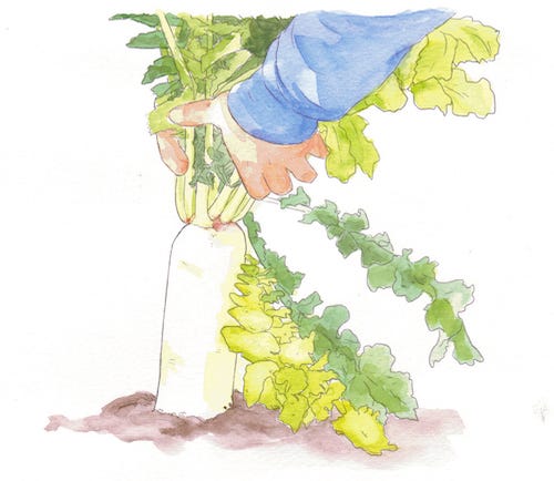 An illustration of daikon in the ground.