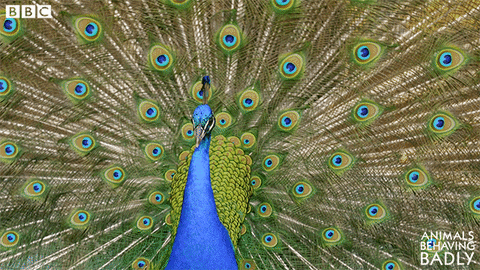 Animated peacock wiggling feathers