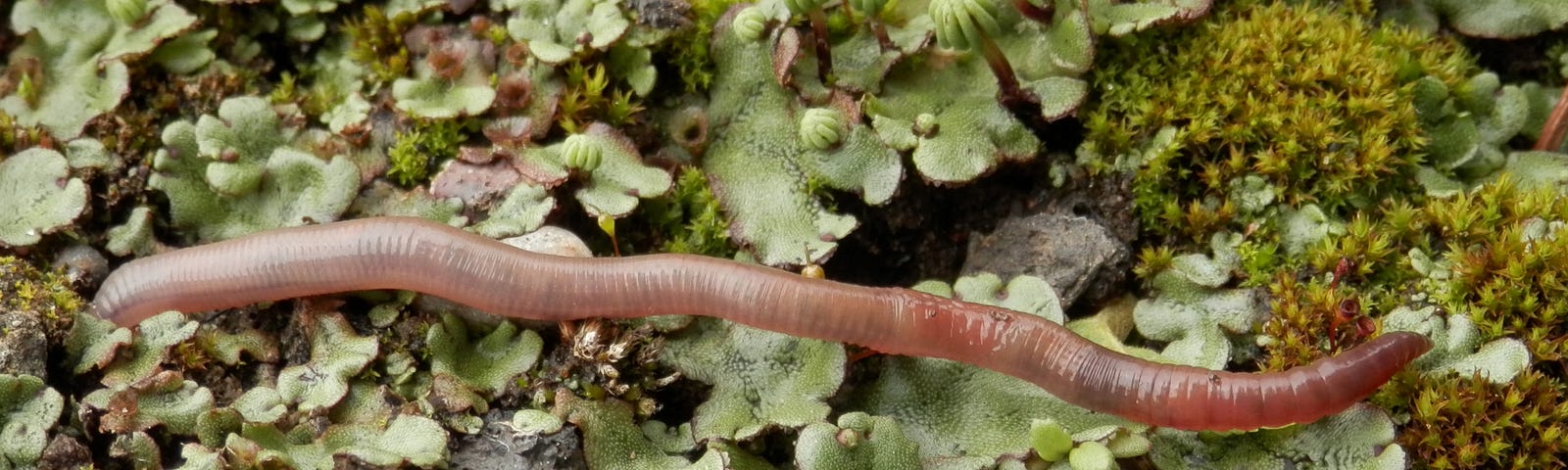 A worm crawls over a bed of moss and plants.