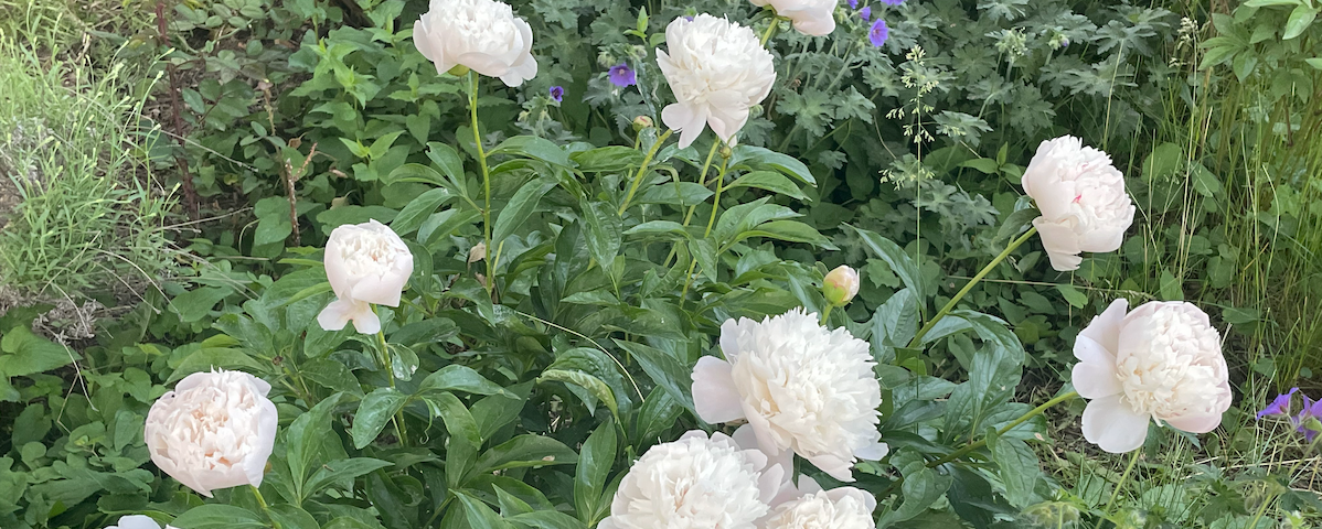 A cluster of white peonies in full bloom. Some green lavender and purple geraniums peak out on the sides