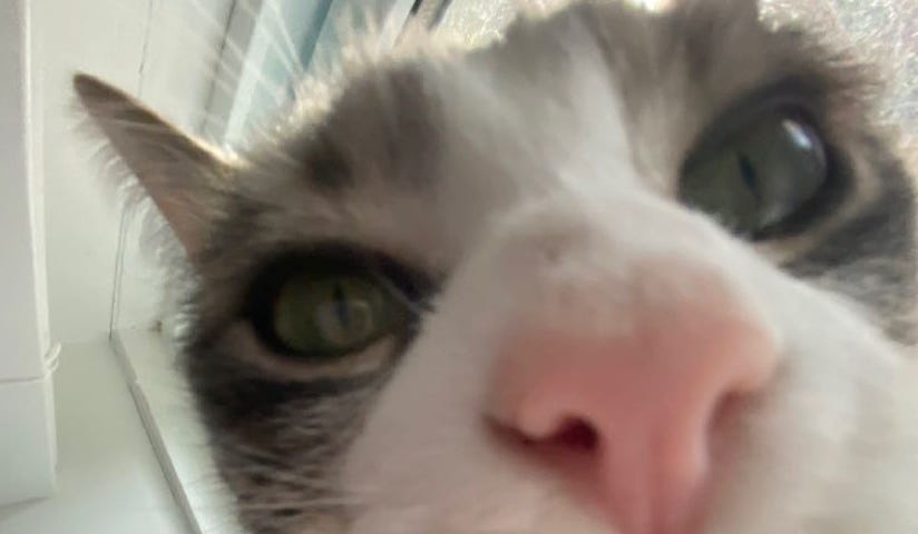 Close-up of the face of “Gracie” the cat, a grey and white cat.