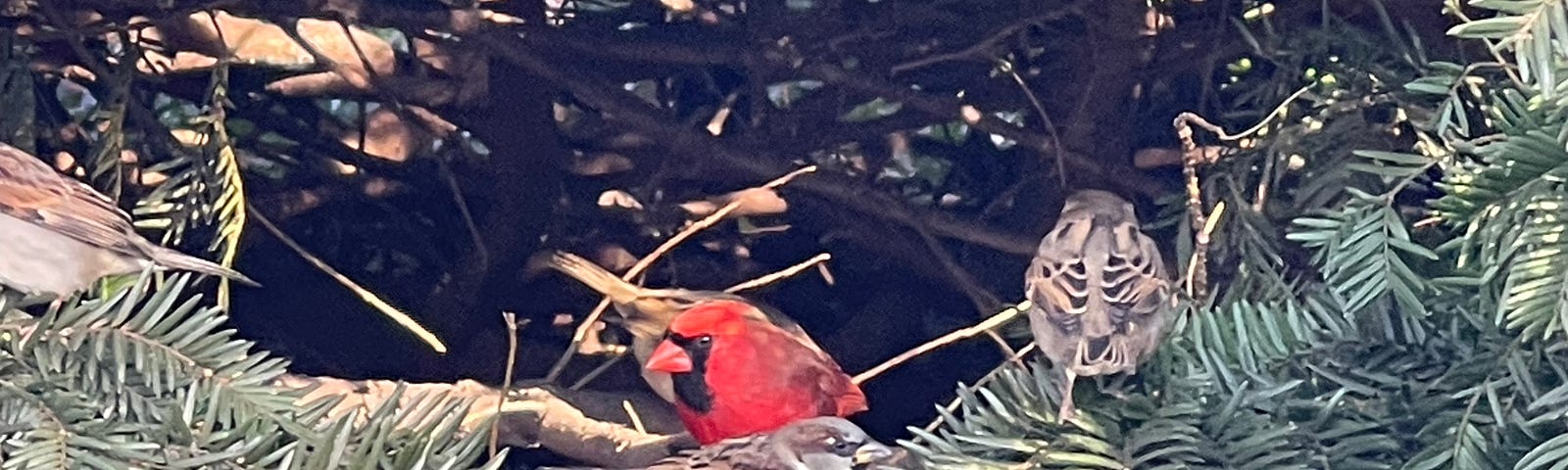A northern cardinal in Central Park