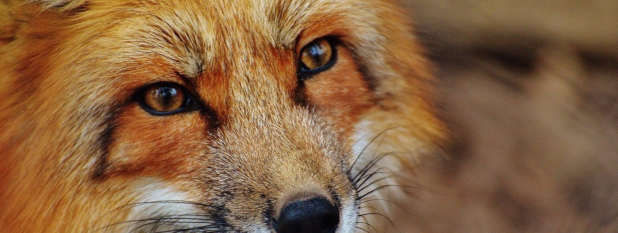 Closeup of fox face. Fur is orangish-red and white, eyes are brown, tip of the nose and whiskers are dark black.