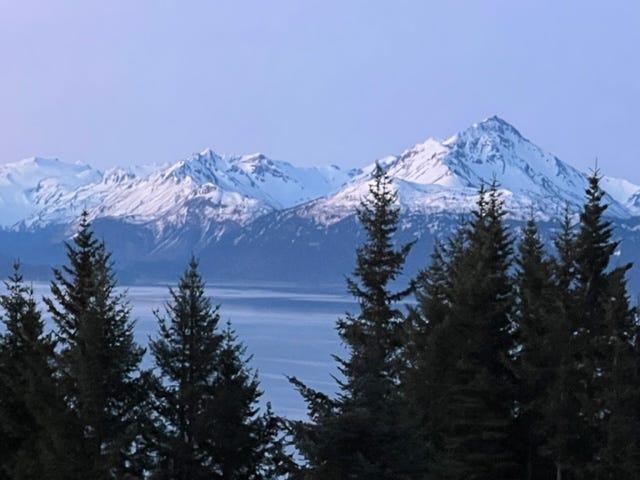Snow-covered mountains with a bay in front of them, and spruce trees