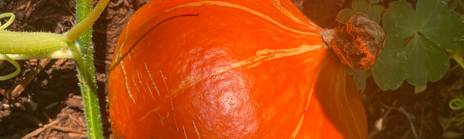 Author’s photo of her orange winter squash