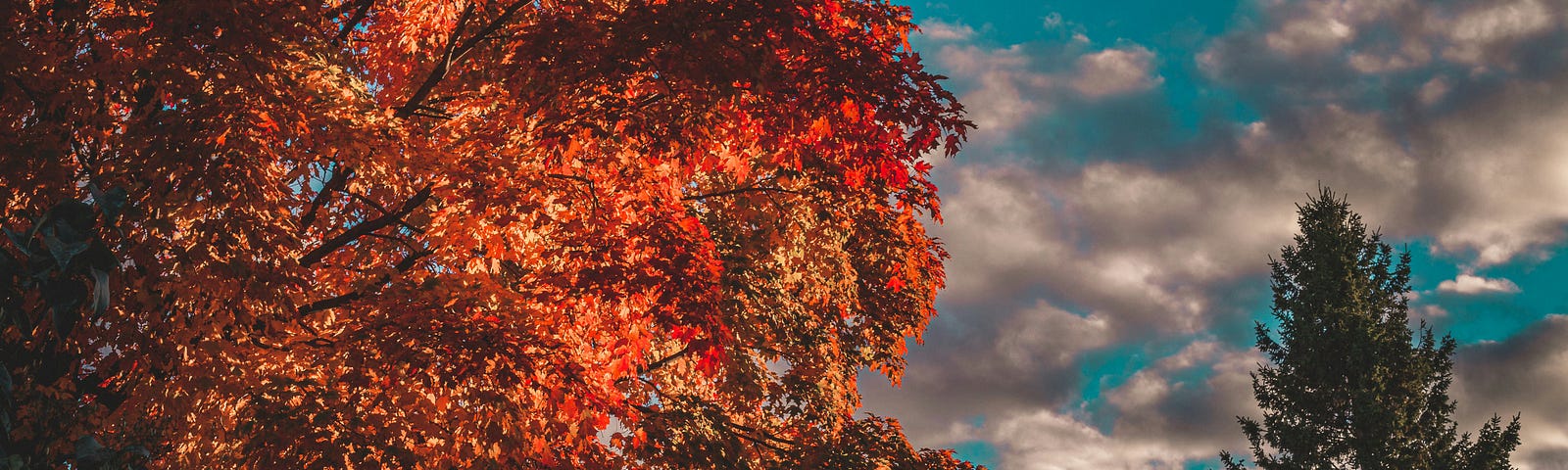 Tree with colorful autumn leaves against a cloudy blue sky