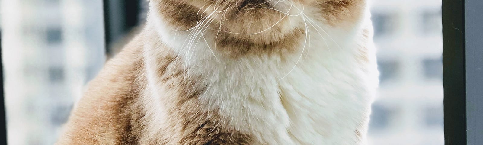 An angry cat sitting on a window sill looking as if he might pounce.